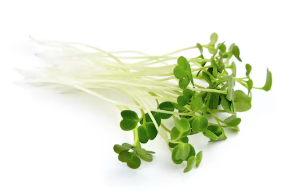 Arugula