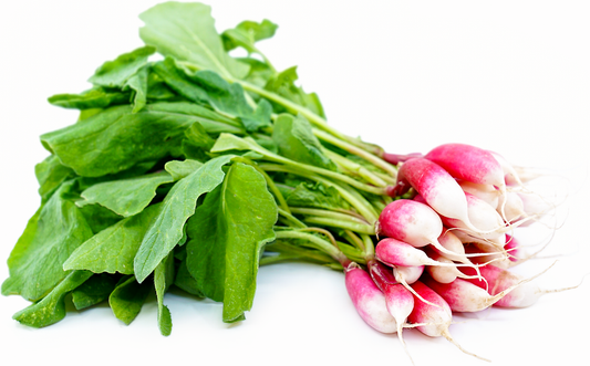 French Breakfast Radish