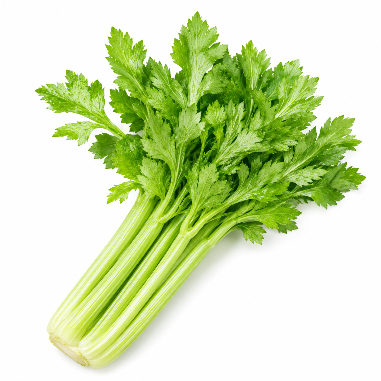 Fresh Celery