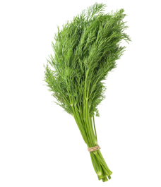 Dill