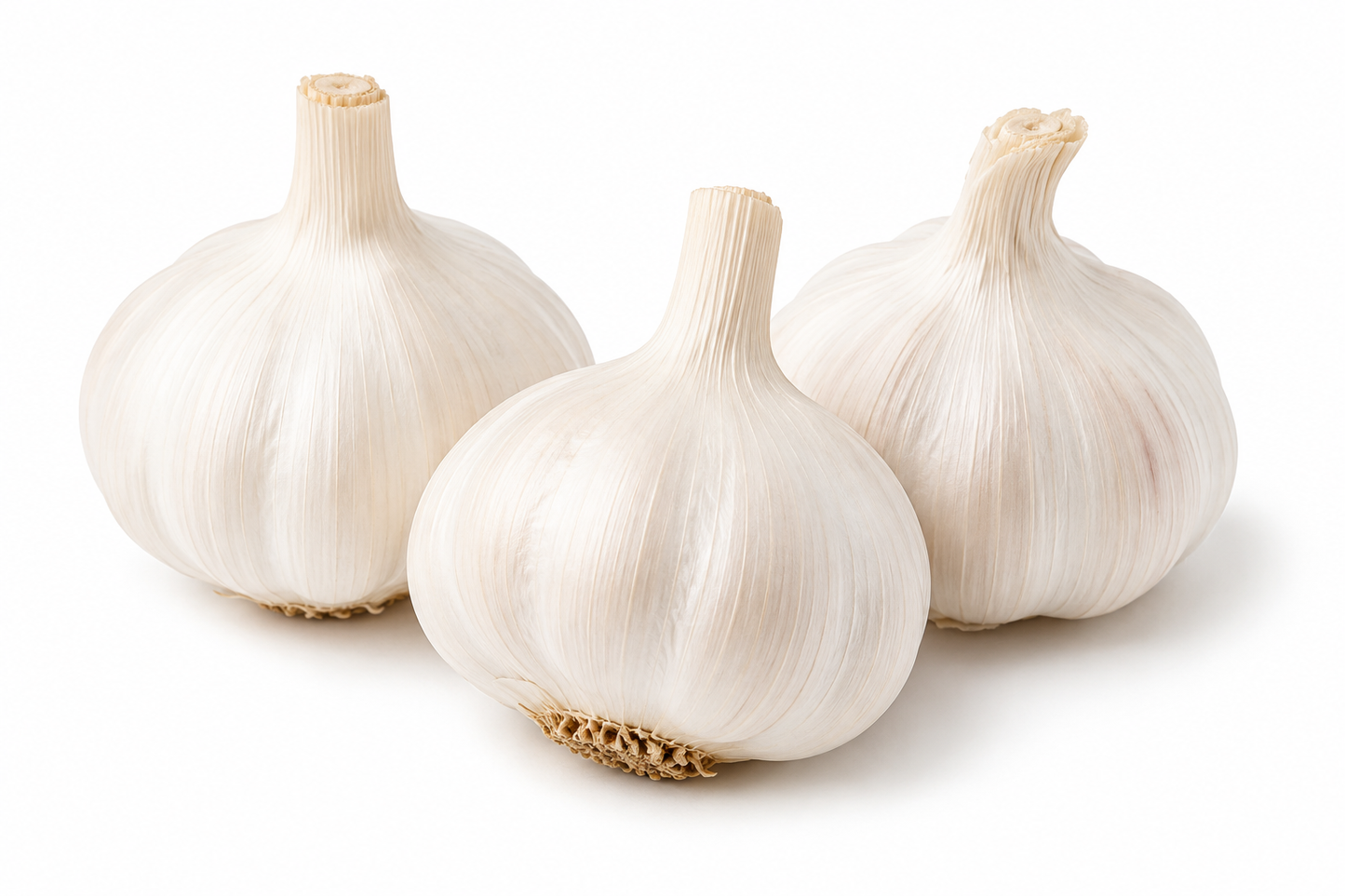 White Porcelain Garlic